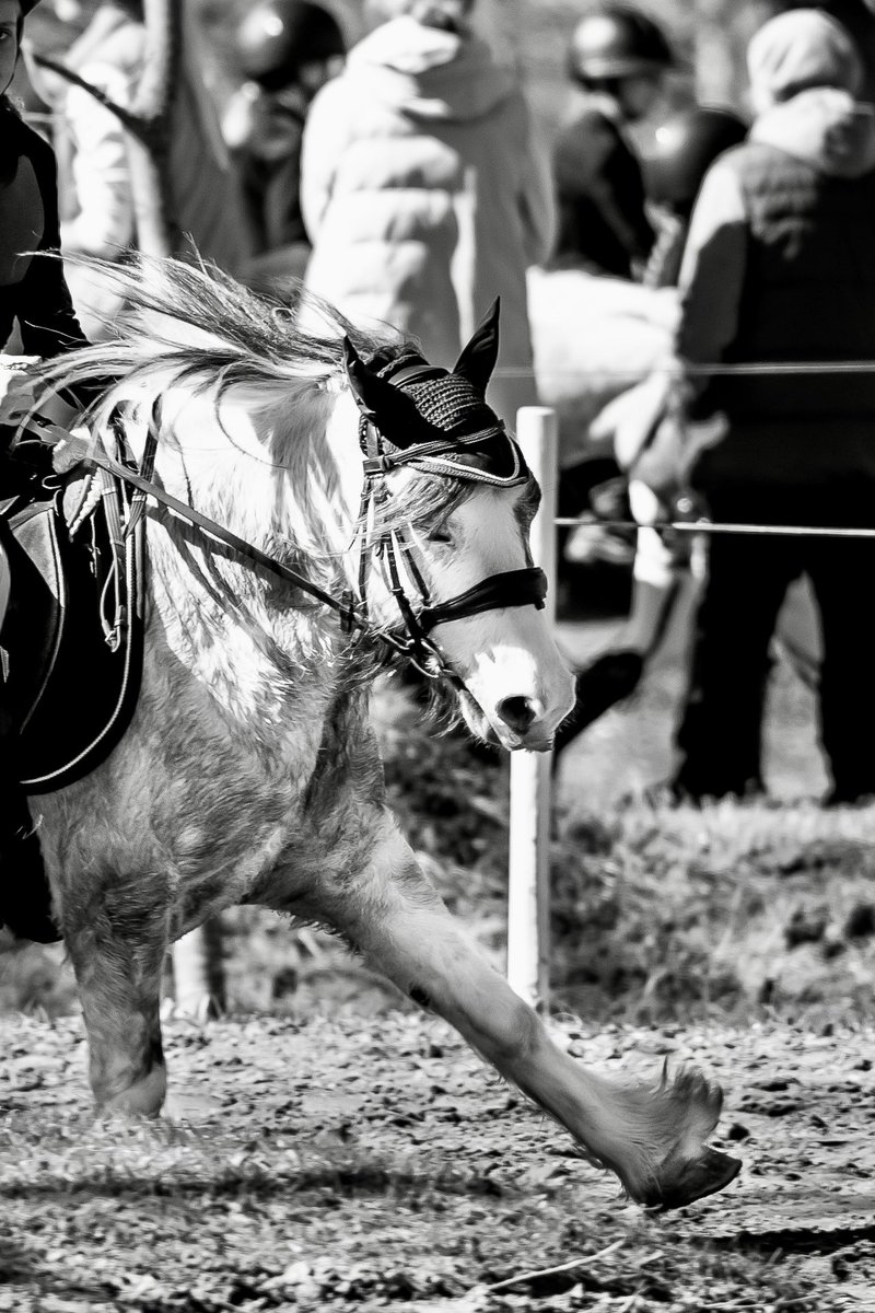 elittesport's tweet image. #blackandwhitephotography #equestrian #horses #sports