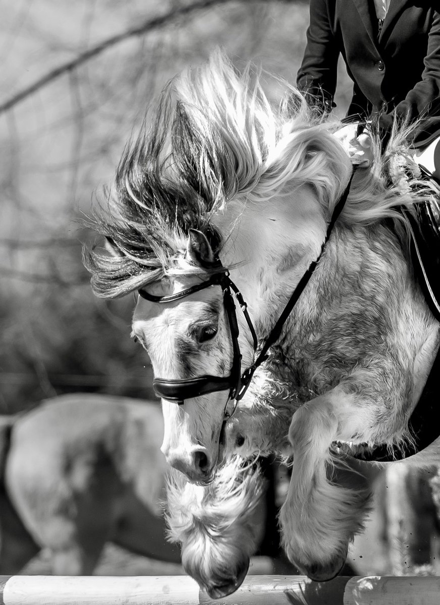 elittesport's tweet image. #blackandwhitephotography #equestrian #horses #sports