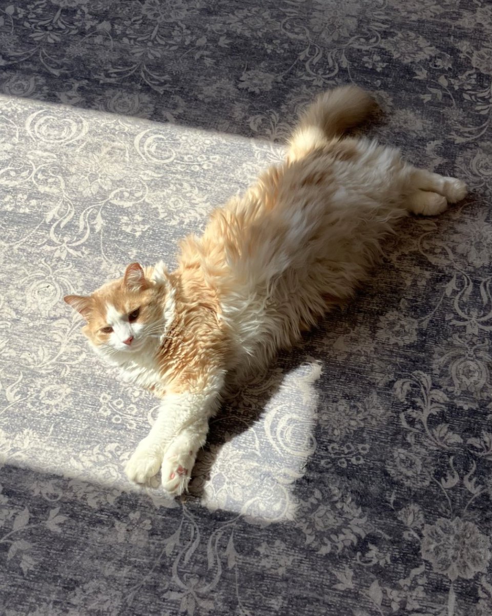 Pets Alive tweet media