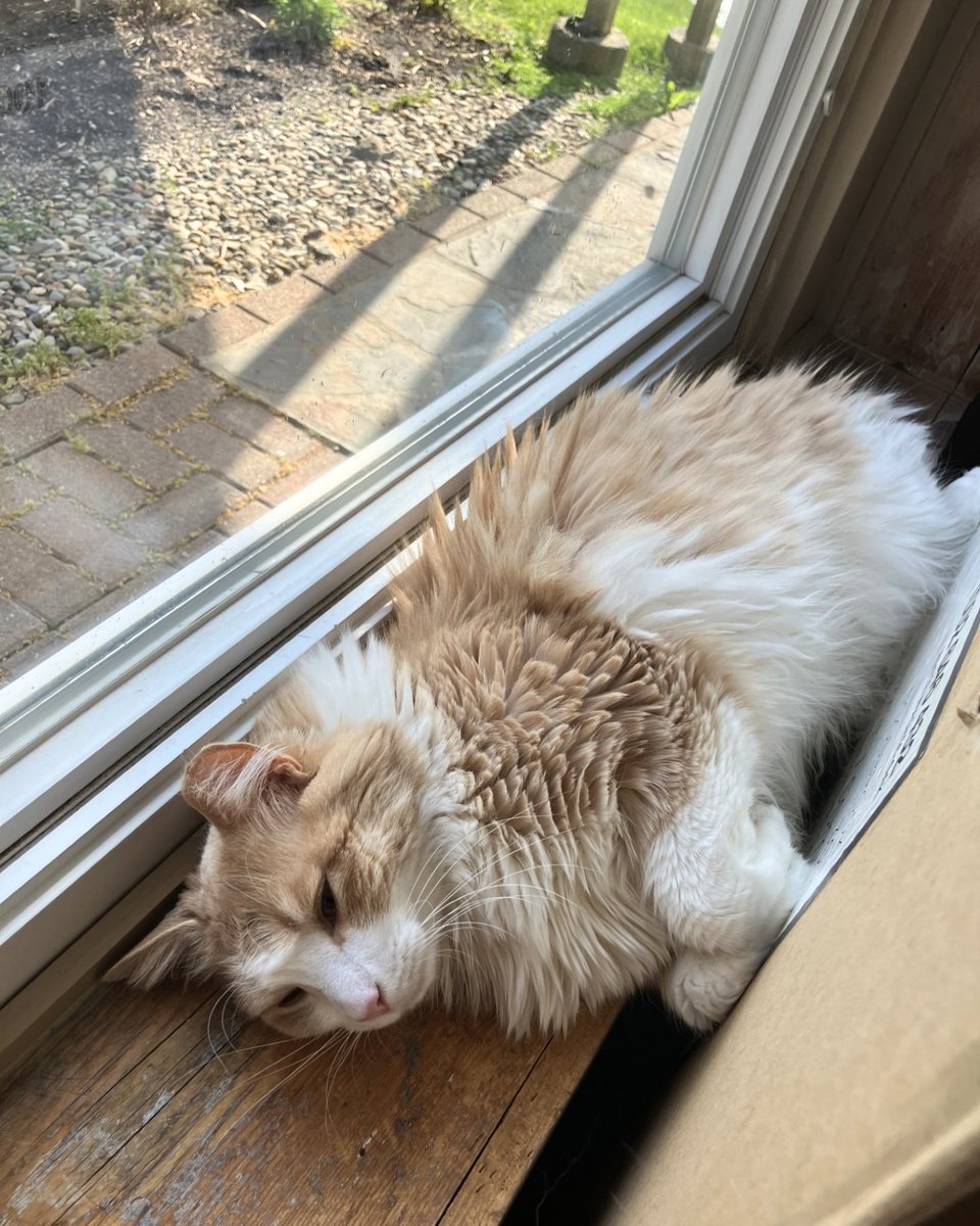 Pets Alive tweet media