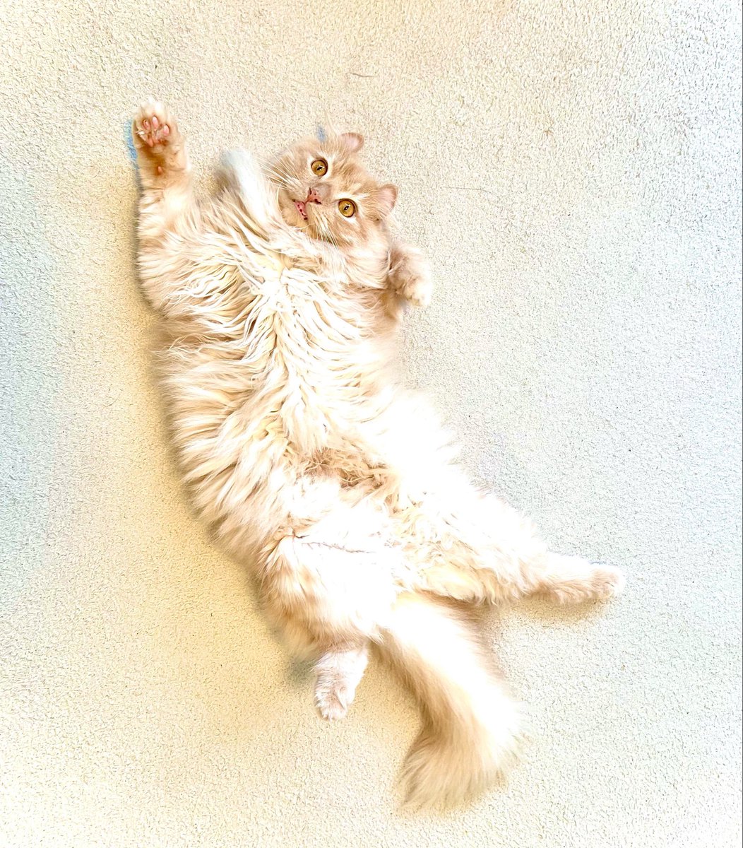 橘龍丸 tweet media