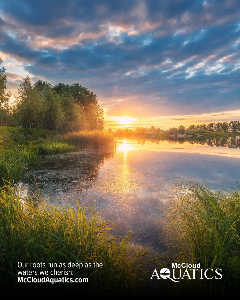 McCloudAquatics's tweet image. From restoring balance to enhancing clarity and long-term health, our solutions are built to support #ecosystems that thrive naturally.

Because when your #water is healthy, everything around it flourishes.

Explore what better #waterbodymanagement looks like:
🔗 Link in bio
