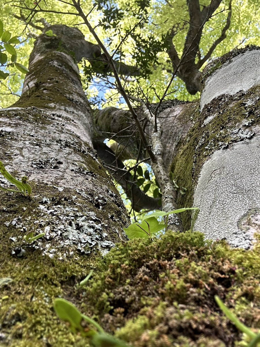 sunaug823tokyo's tweet image. #forest #tree #woods #nature #pic #flower #shrine #drive #hike #awesome