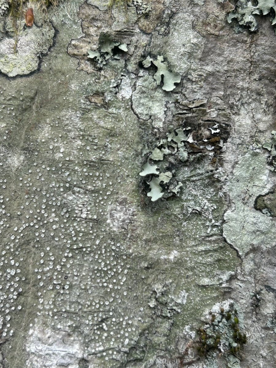 sunaug823tokyo's tweet image. #forest #tree #woods #nature #pic #flower #shrine #drive #hike #awesome