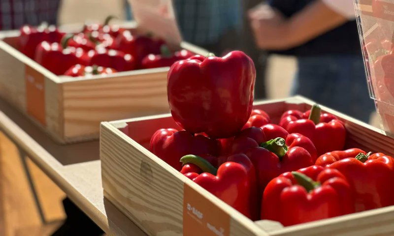 elAgroAutentico's tweet image. 🌶️Kostantine es la variedad de #pimiento california rojo de BASF | Nunhems para cubrir Murcia🌶️
agroautentico.com/2026/04/kostan…

@BASF_AgroES 

#agricultura #agro