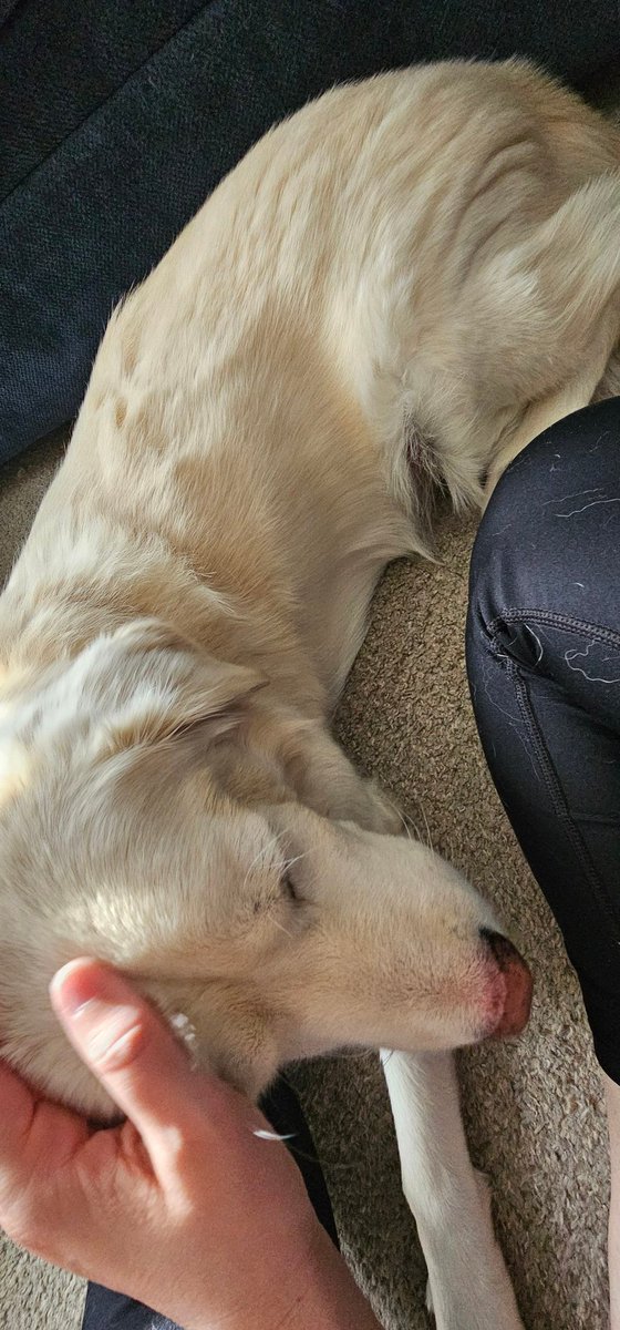 _shelle_sub's tweet photo. Got no sleep last night because apparently my baby is allergic to pinesol 😭  so after recleaning the entire house and 2 doses of benadryl, we finally aren't swollen and resting (mostly) comfortably https://t.co/coN6DhJPk7