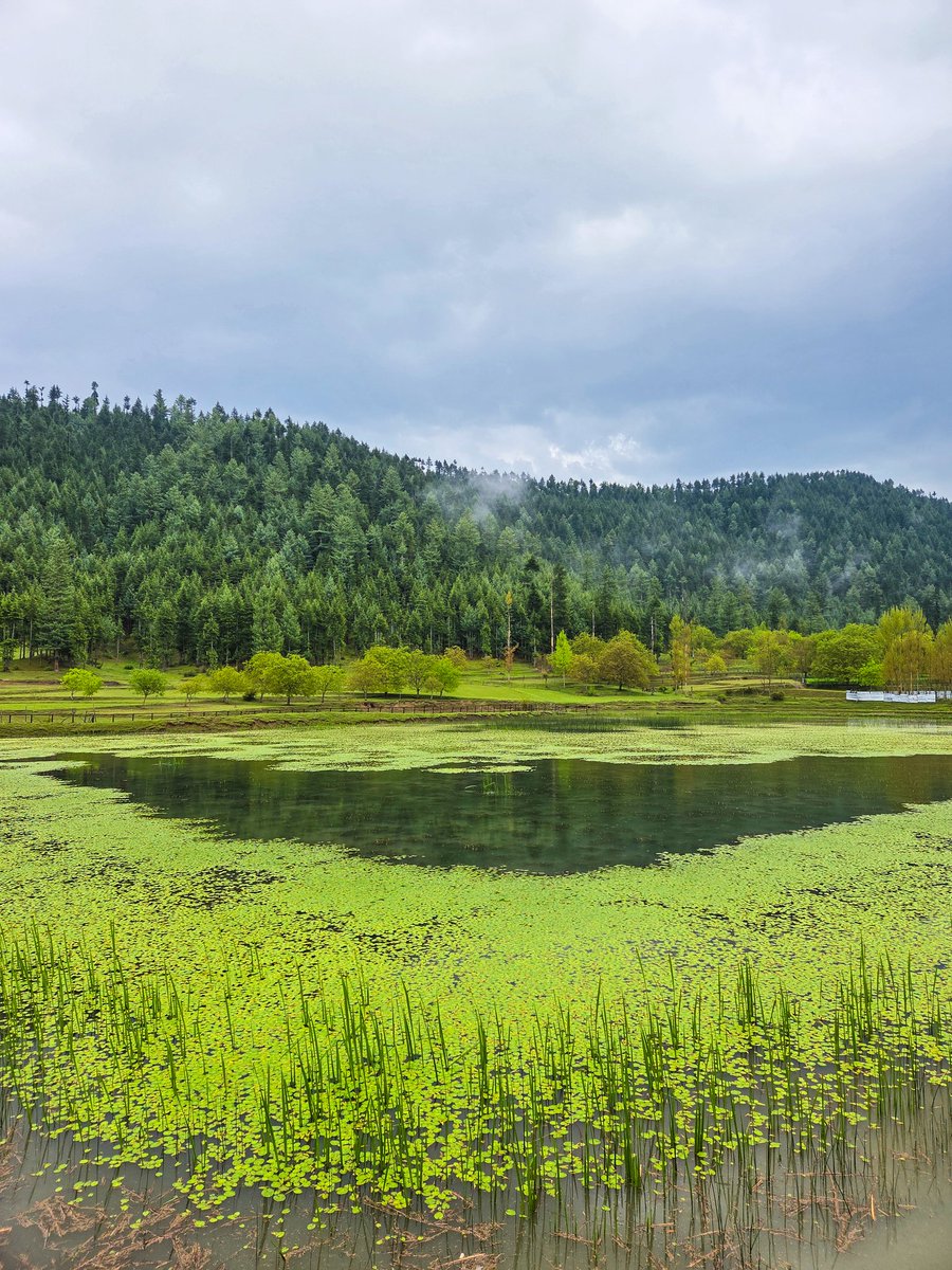 Rowwmut's tweet photo. Lost between the calm of the water and the whispers of the forest 🌿
#lolab 
#Photography101 https://t.co/eC3DMNYuu9