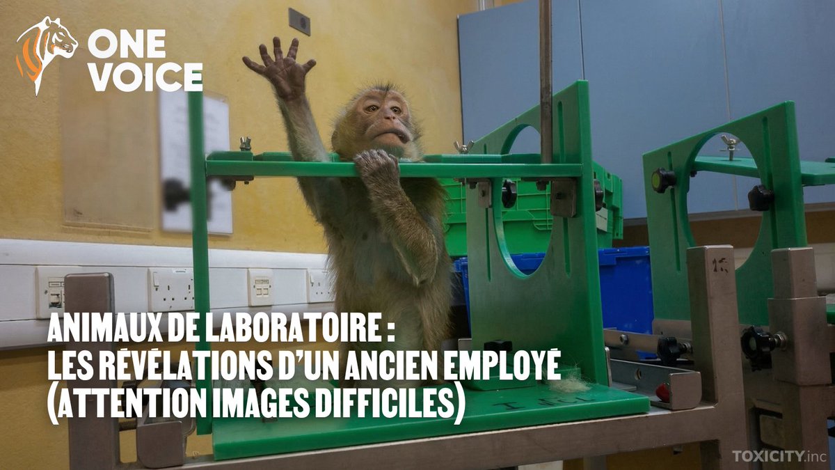 One Voice tweet media