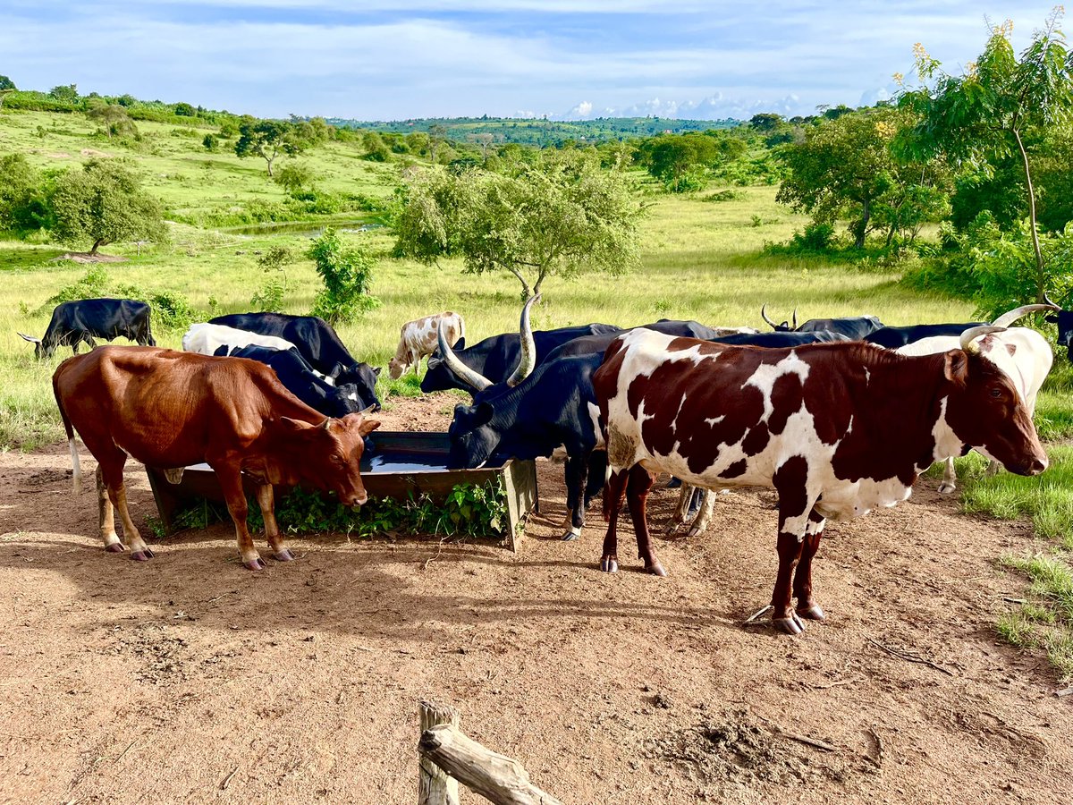 Mbabulefm101's tweet photo. Meet Mr. Charles Barigye (LCII, Kanoni Parish, Mijwara sub county - Sembabule district ) produces about 20L of milk per cow daily, supported by proper grazing management 104 acres allocated at a ratio of 1 cow per 2 acres.
#Agriculture #DairyFarming #SustainableFarming #Uganda #Livestock #FoodSecurity #MbabuleFMAt20