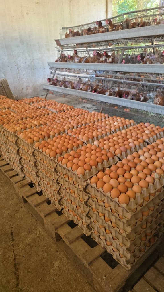 Namatama💜 tweet media