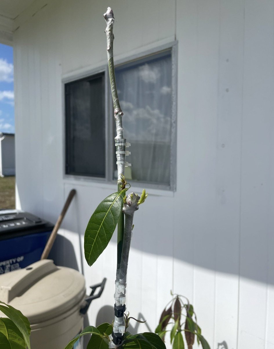 TheMangoLab_'s tweet photo. This client brought me two #ValenciaPride seedlings and asked me to graft them…one with #CoconutCream only, and the other as a cocktail tree with #SuperAlphonso and #SweetTart.

Here’s the result… already in the ground and growing strong! 🌱🔥

Another happy client!

#mangolover #mangoseason #mango #mangoes #mangografting