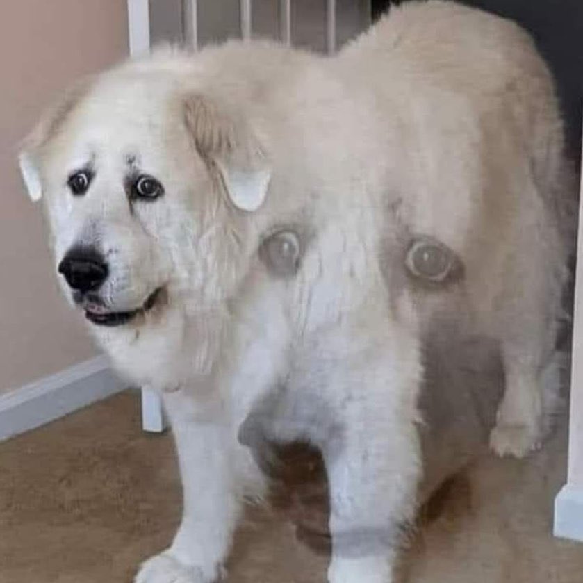 赤のラグナル tweet media