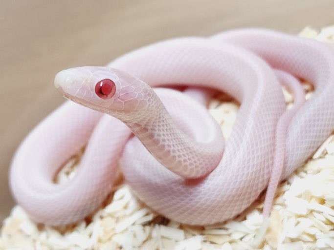 아류𝐀𝐡𝐑𝐲𝐮 tweet media