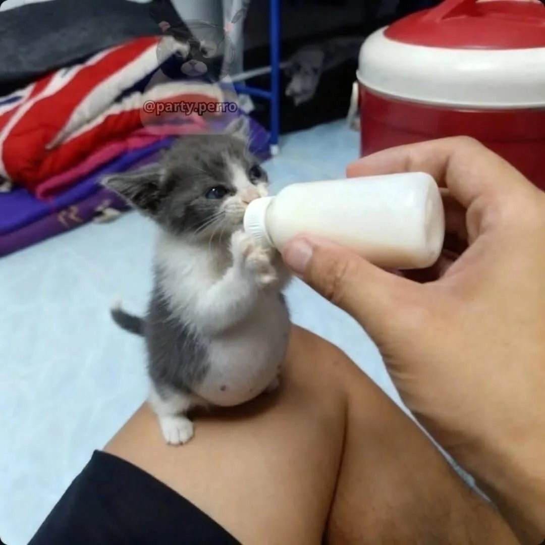 Cat Lovers 🐈 tweet media