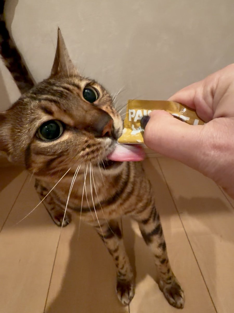 chi_chi2810's tweet photo. 腎臓ケアできるのにこの食いつきはすごい…🐈✨
低リン・低ナトリウム設計＆完全無添加の猫用おやつ【パーフェクトリック】

うちのベンガル天ちゃんも大喜びで、パッケージごと食べそうな勢い😂
「体にいい×しっかり美味しい」って理想すぎる…！

食欲落ちてきた子にもおすすめ◎

PR
#猫おやつ https://t.co/JyGhroYdLu