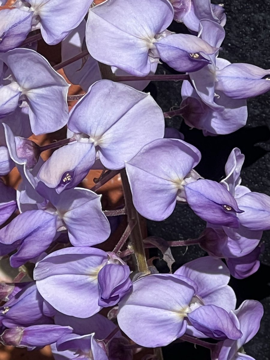 Jean Haines SWA tweet media