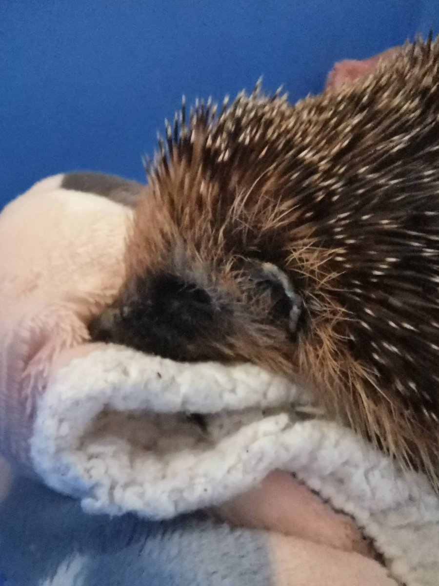 Help4hedgehogs tweet media