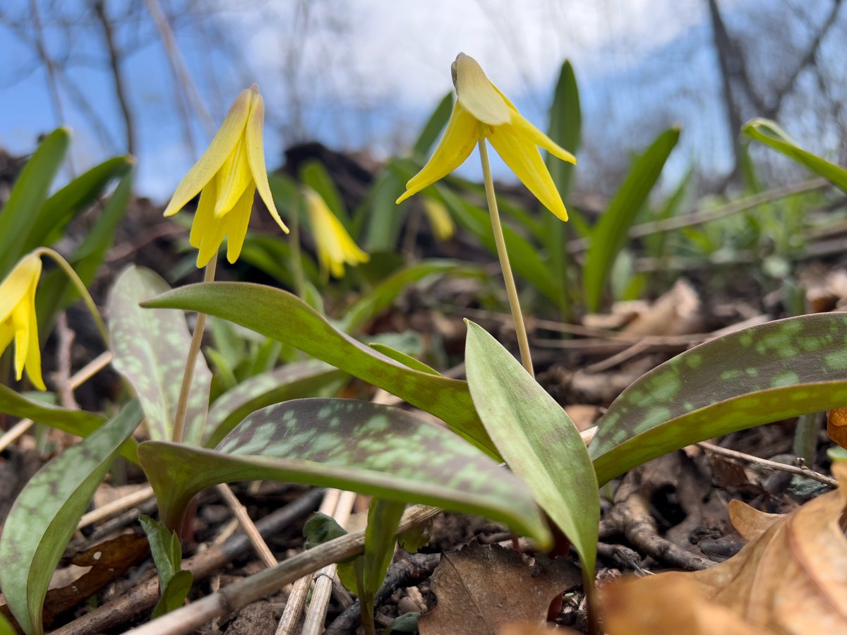 Bloom alert: Spring ephemerals are beginning to bloom throughout McDonald Woods. On your next visit, look for white trout lilies (Erythronium albidum) and yellow trout lilies (Erythronium americanum). They are one of the most common native wildflowers in Midwestern woodlands.