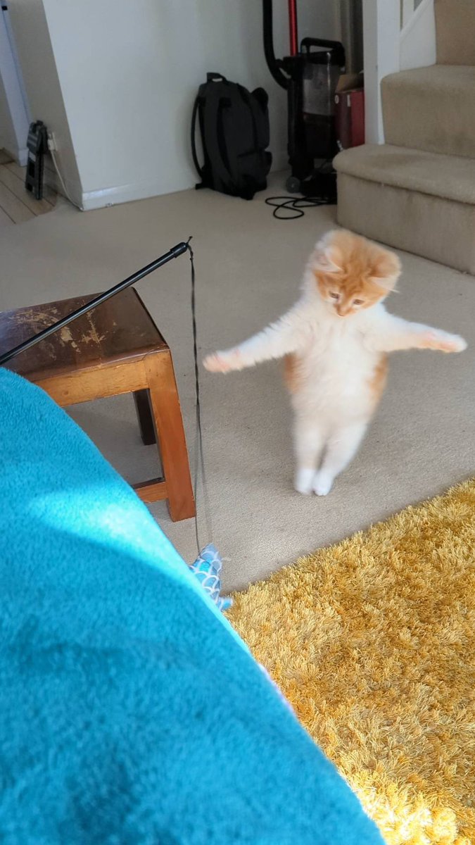 chuck ☀️🐦 tweet media