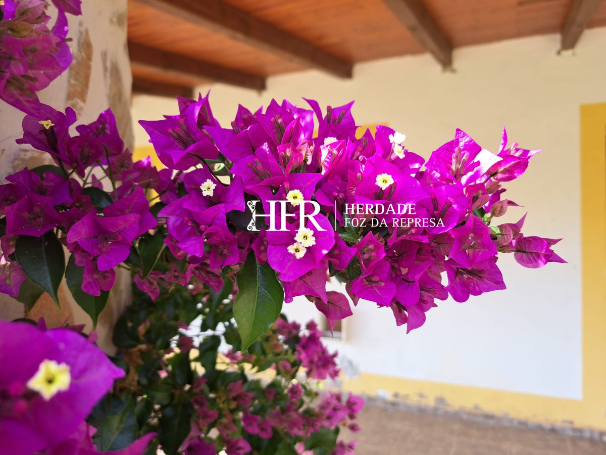 HerdadeFozdaRep's tweet image. Perfect for those seeking the ultimate escape, where history and luxury meet in the most unforgettable way

HerdadeFozDaRepresa.com 

#LuxuryLiving #PortugueseHeritage