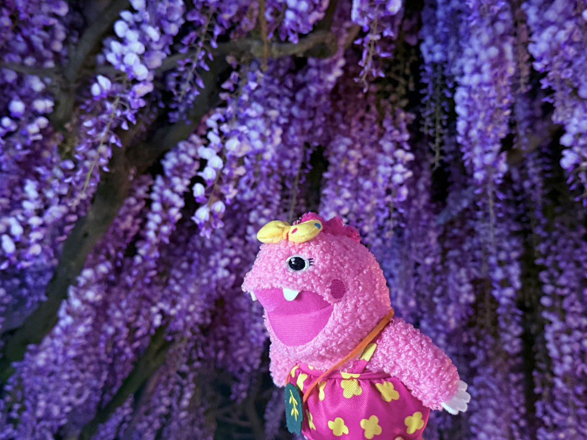 いけいけがんこちゃん tweet media