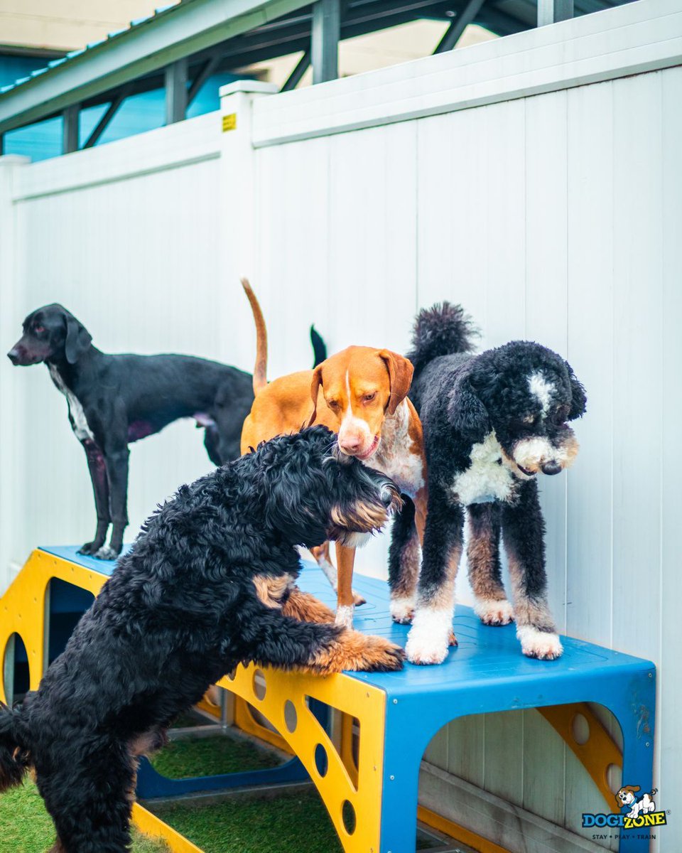 DogiZone's tweet image. 🐾 Memorial Day is coming up—have you booked your pup’s stay?

Spots fill up fast for the holiday weekend, so don’t wait to secure your dog’s home away from home! 💛🐶

Let us take care of the tail wags while you enjoy your long weekend ✨
#DogiZone #DogBoarding #MemorialDay