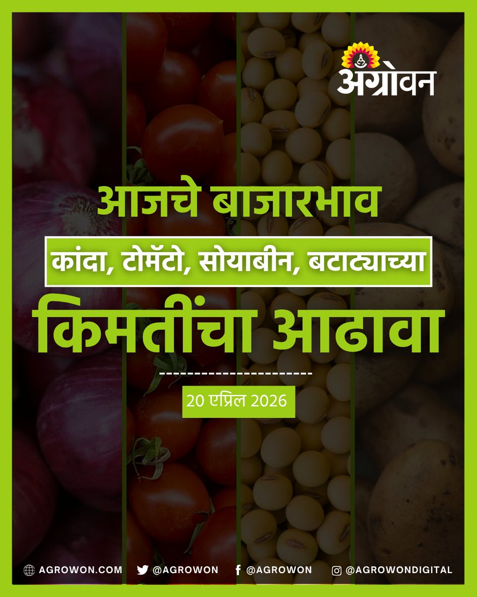 AGROWON's tweet photo. राज्यात कांदा, बटाटा,सोयाबीन, टोमॅटोची किमती काय आहेत? कोणत्या पिकाच्या किमती वाढल्या आहेत, कोणत्या पिकाच्या किमतीत घसरण झाली आहे. हे जाणून घेण्यासाठी पाहा काय आहे आजचा बाजारभाव

#OnionPrice #SoybeanRate #MarketPriceUpdate #AgriMarket #FarmersUpdate https://t.co/eOIKr54hv3
