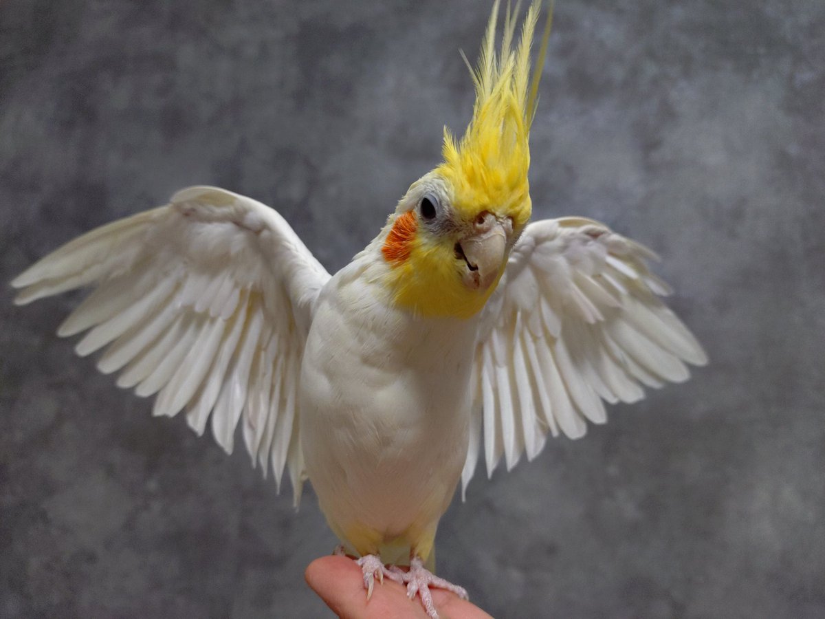 クロト tweet media