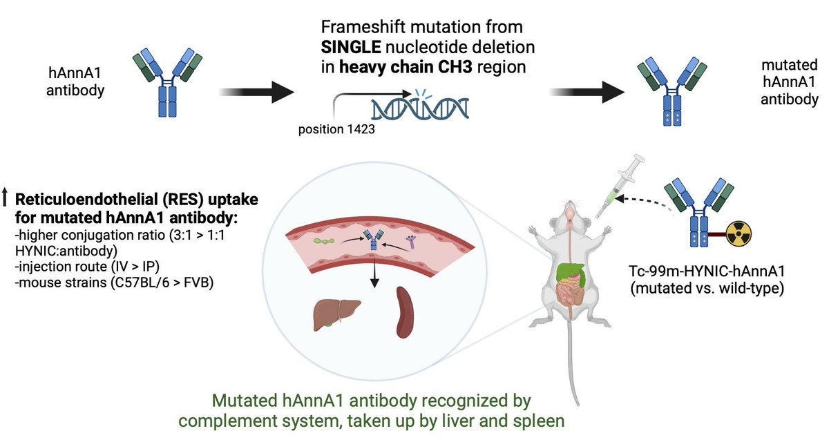 Antibodies_MDPI's tweet image. Glad to share this paper @MediPharma_MDPI 

"Clinical Scaleup of #Humanized AnnA1 #Antibody Yielded Unexpected High Reticuloendothelial (RES) Uptake in #Mice"

mdpi.com/2073-4468/14/1…