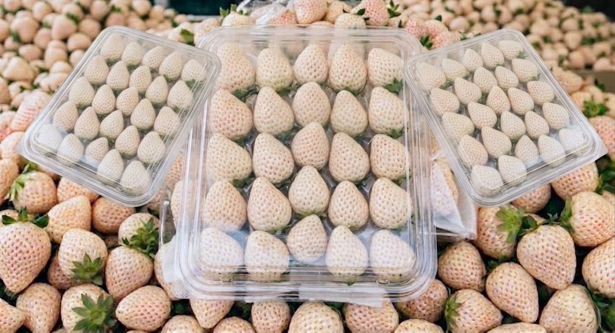 甲州フルーツファーム【公式】 tweet media