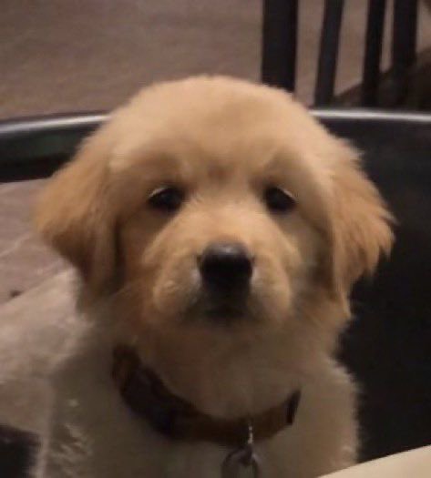 takemybear 🐶 tweet media