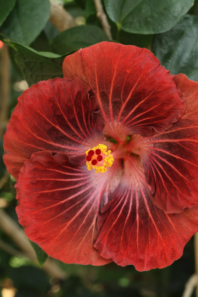 Kenji 🌸 delivering flowers every day 🌸 🐦 tweet media