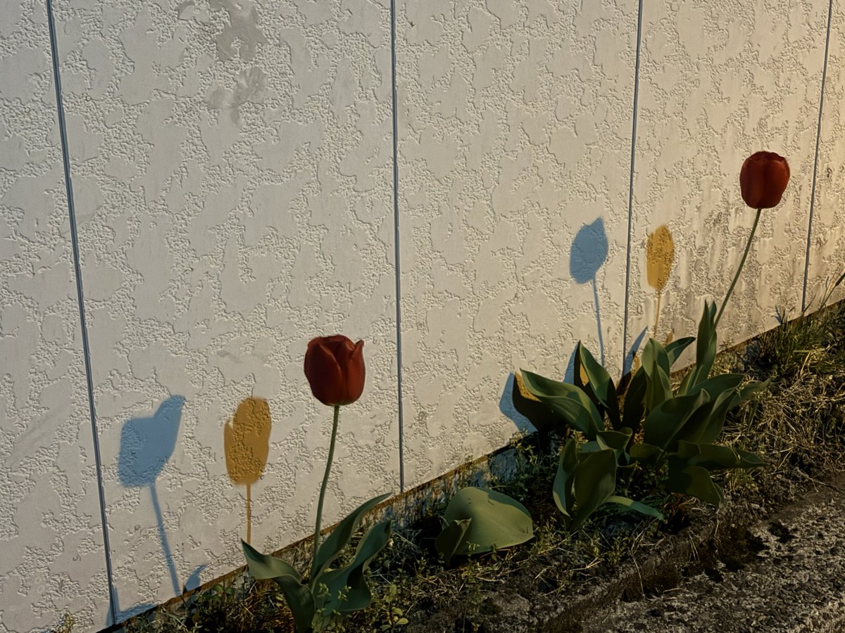 マガイト tweet media