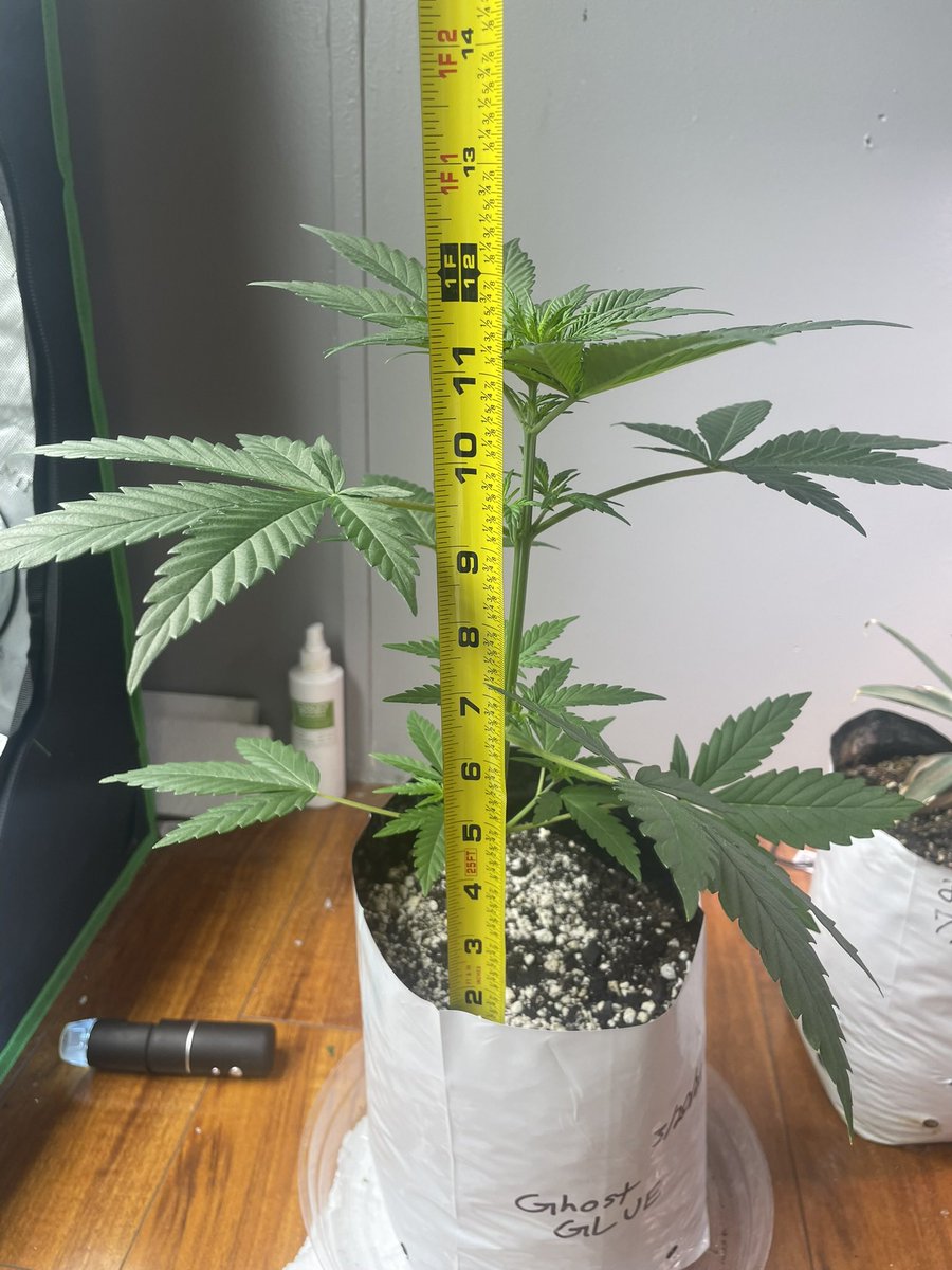 BudzerkaGNG's tweet image. More pictures of just one of the Ghost Glue 🪴💚 #growyourown #homegrown #tester