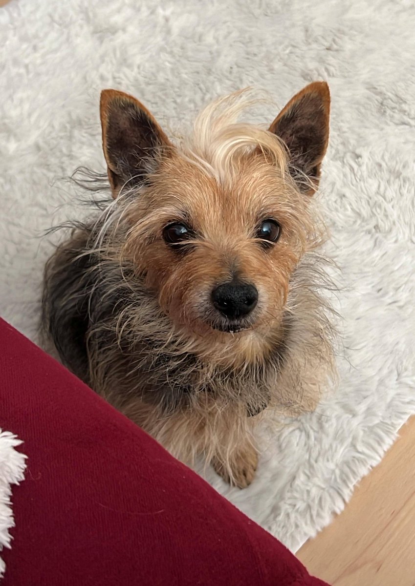 SosAbuelos1's tweet photo. #MADRID
Este peque es #VITTO, tiene 10 años. Fue encontrado junto a otro peludito dentro de una casa. La que se suponía era su "familia" los dejaron allí y se fueron 😞.
Es muy vital y alegre.
Está sanito y castrado. ¡Dale una oportunidad a este chiquitín!!
Si estás interesado/a y quieres más info...
Contacto: WhatsApp 687 45 41 79 // 606 07 86 70 (Y cuénta un poco sobre ti)