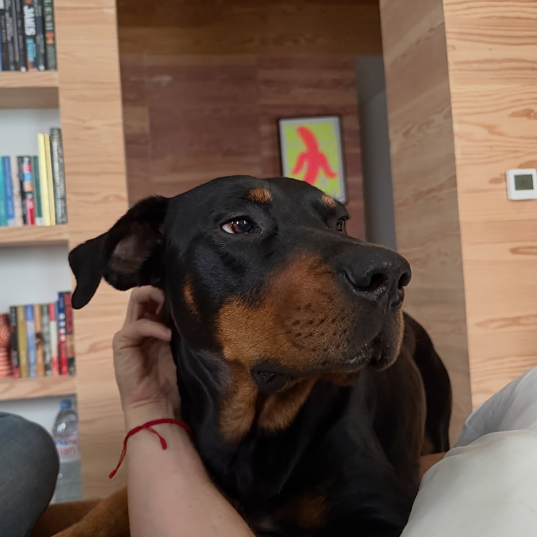 DUA LIPA tweet media