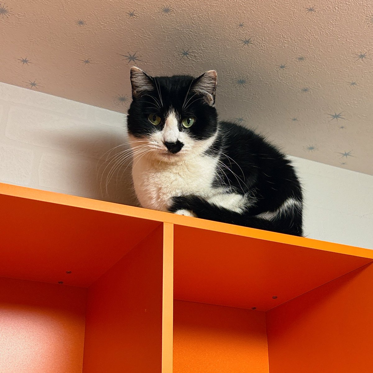 Sally22816's tweet photo. 猫いっぱい(ΦωΦ)ﾌﾌﾌ…

#猫 https://t.co/gfEItKMbkh