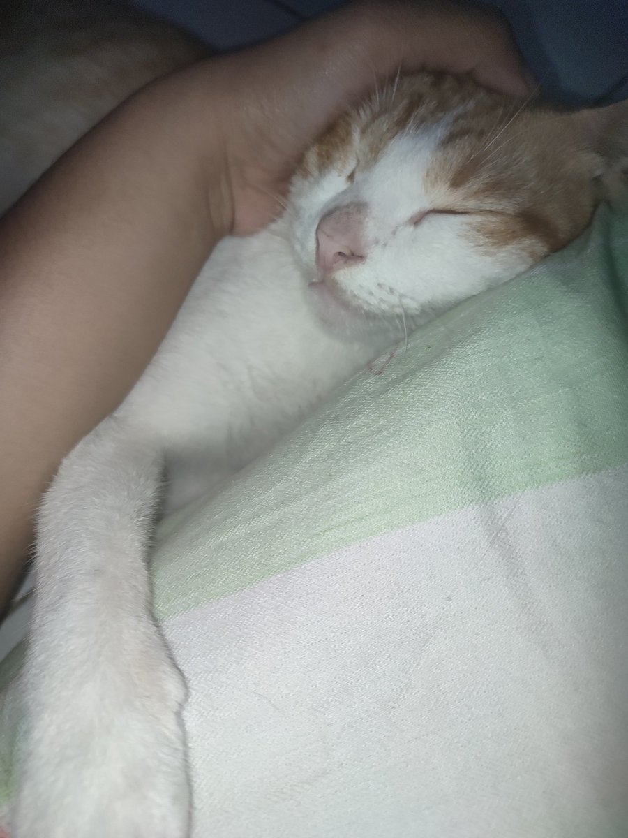 🌻 nuy ☽̶☾ tweet media