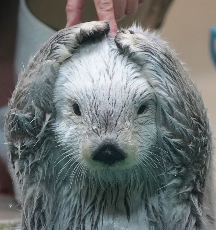 푸카푸카✨️ tweet media