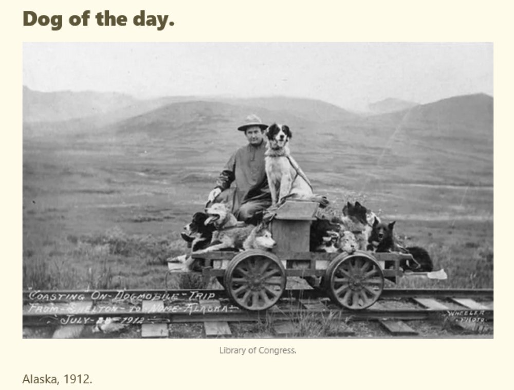 LookNoFurther4's tweet image. #history  #photography  #dogs