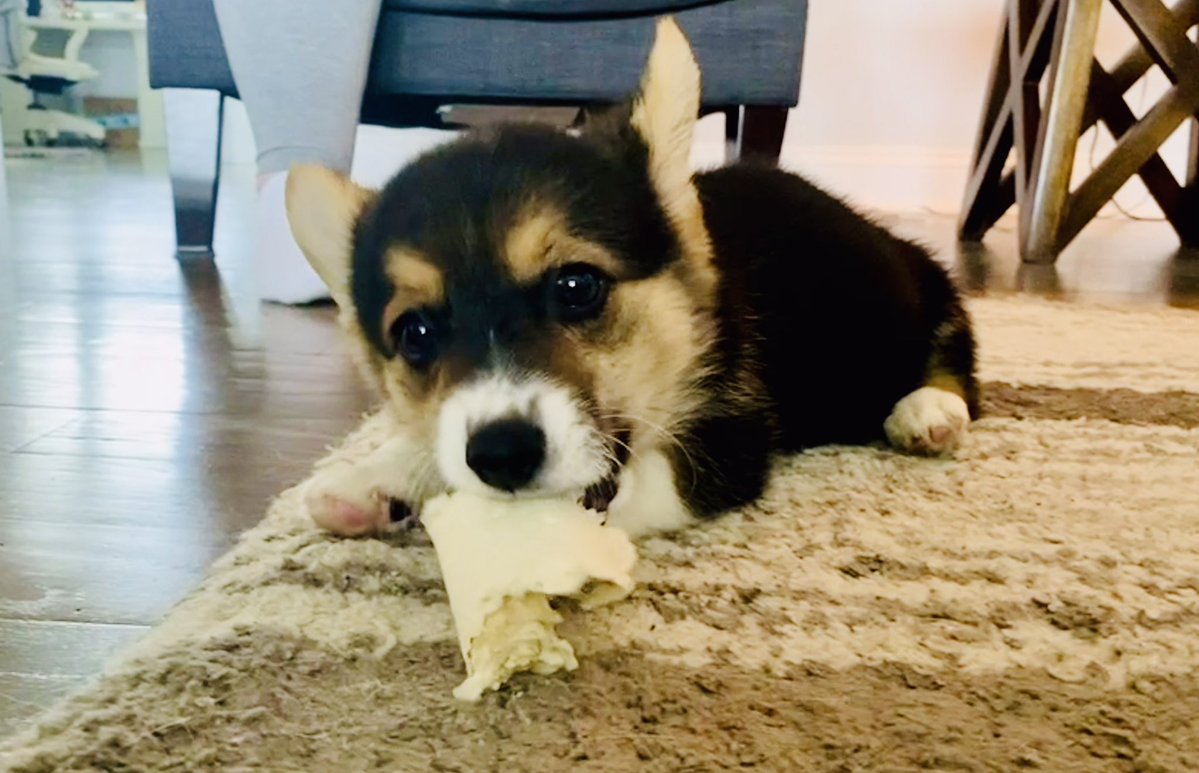 The🐰FOO tweet media