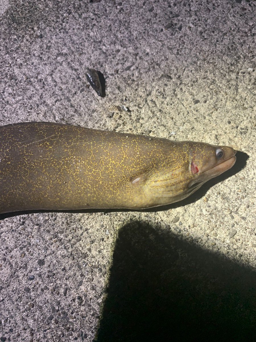 釣り星人ミルク⭐︎まどか🎣🍼 tweet media