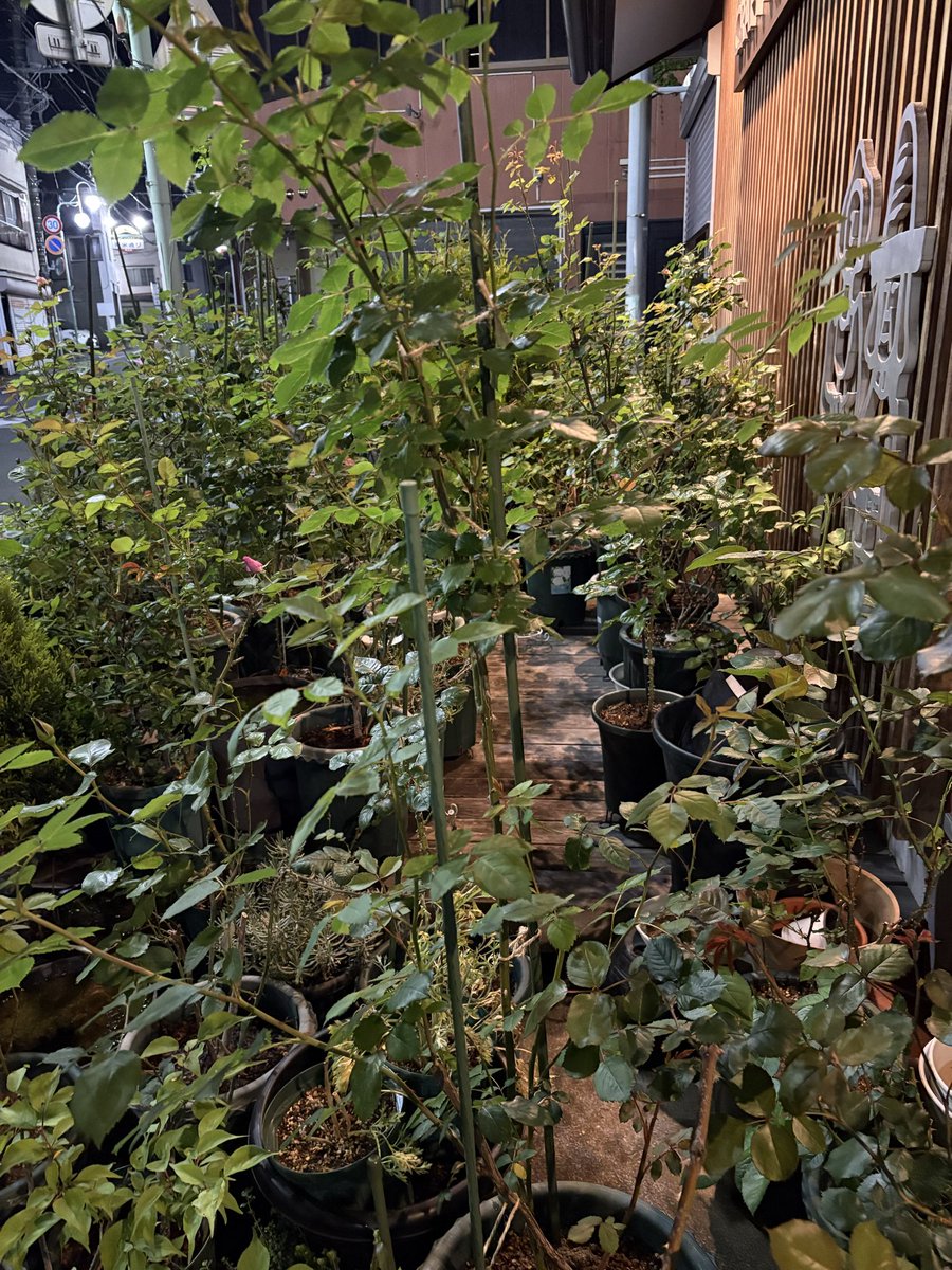 クラフトハヤシ🌲(∩´∀｀)∩手拭い通販🌹三島市 tweet media