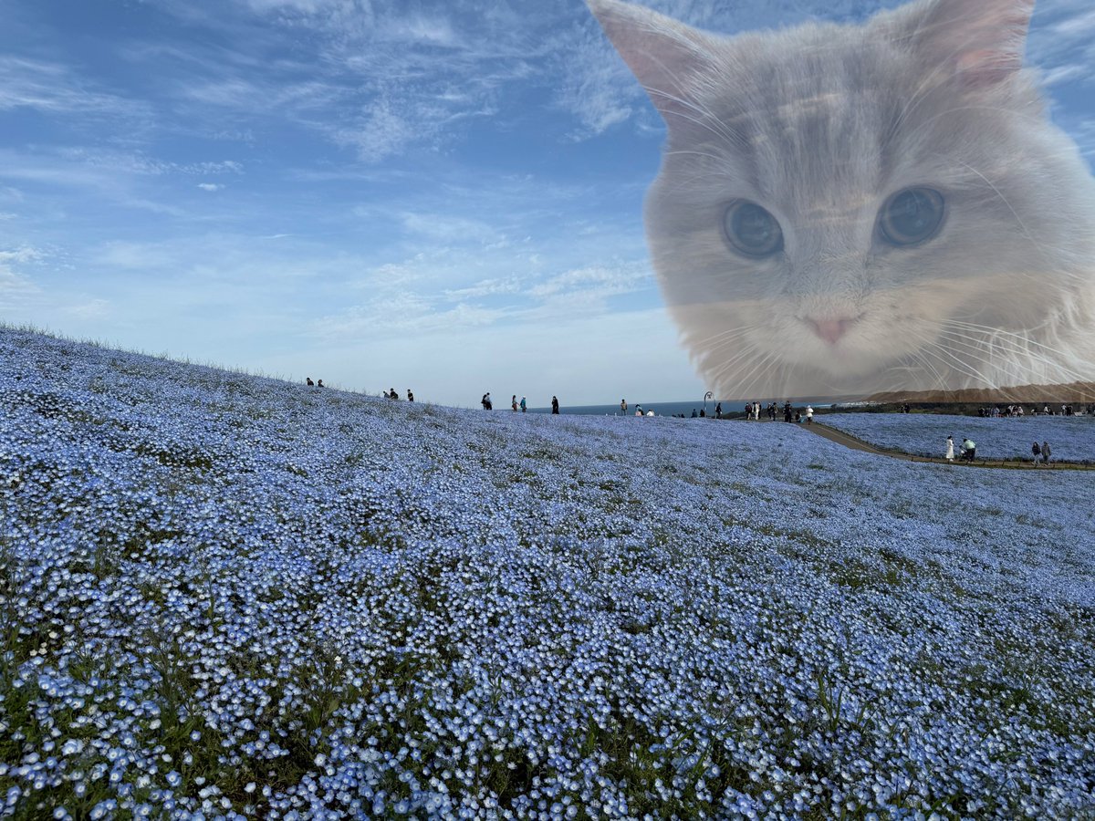 つきみねこ tweet media