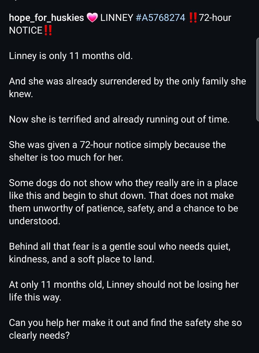8415_n's tweet image. LINNEY #A5768274
11mo.#husky #gsd mix #siberianhusky #germanshepherd #shepsky
Sweet Linney is a puppy all alone in high-kill"shelter" #Palmdale.
Her fear doesn't define her true self. Save her life, take her home, grant her love, time &amp;amp; patience to bring out the best of her! 💫