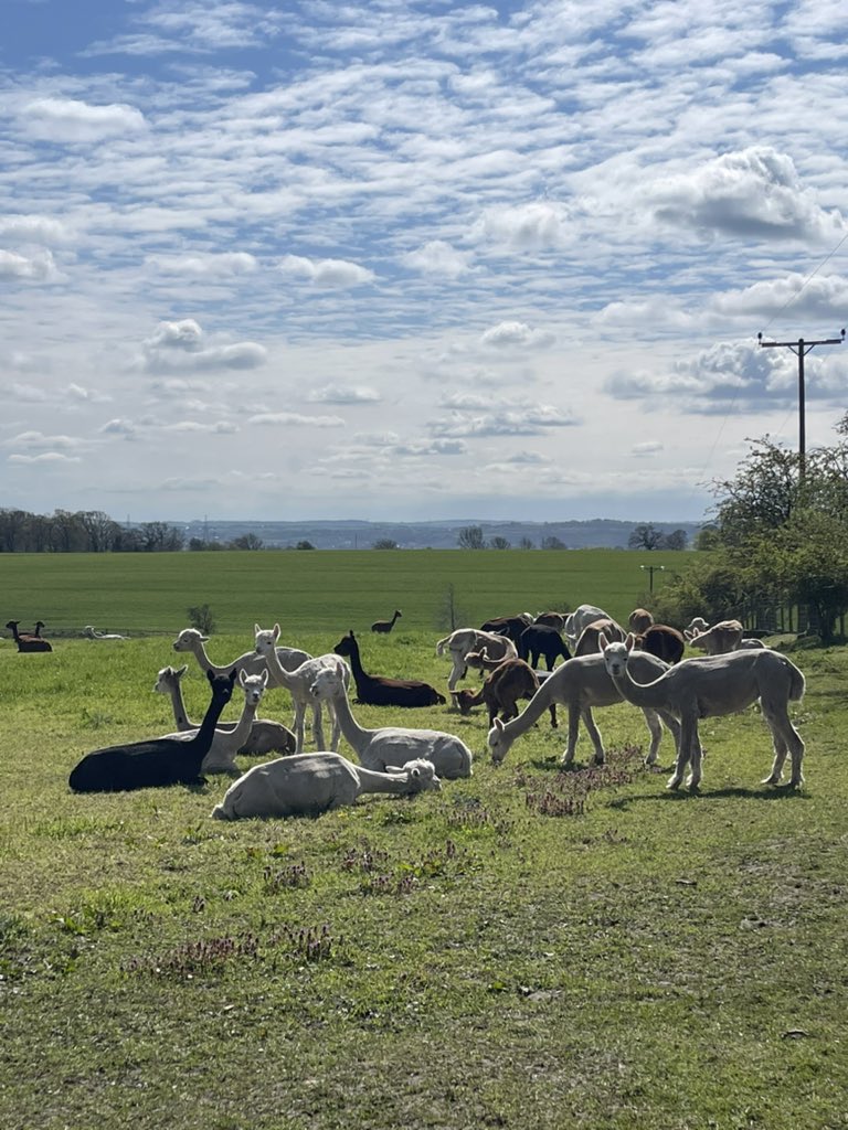 Barnacre Alpacas tweet media