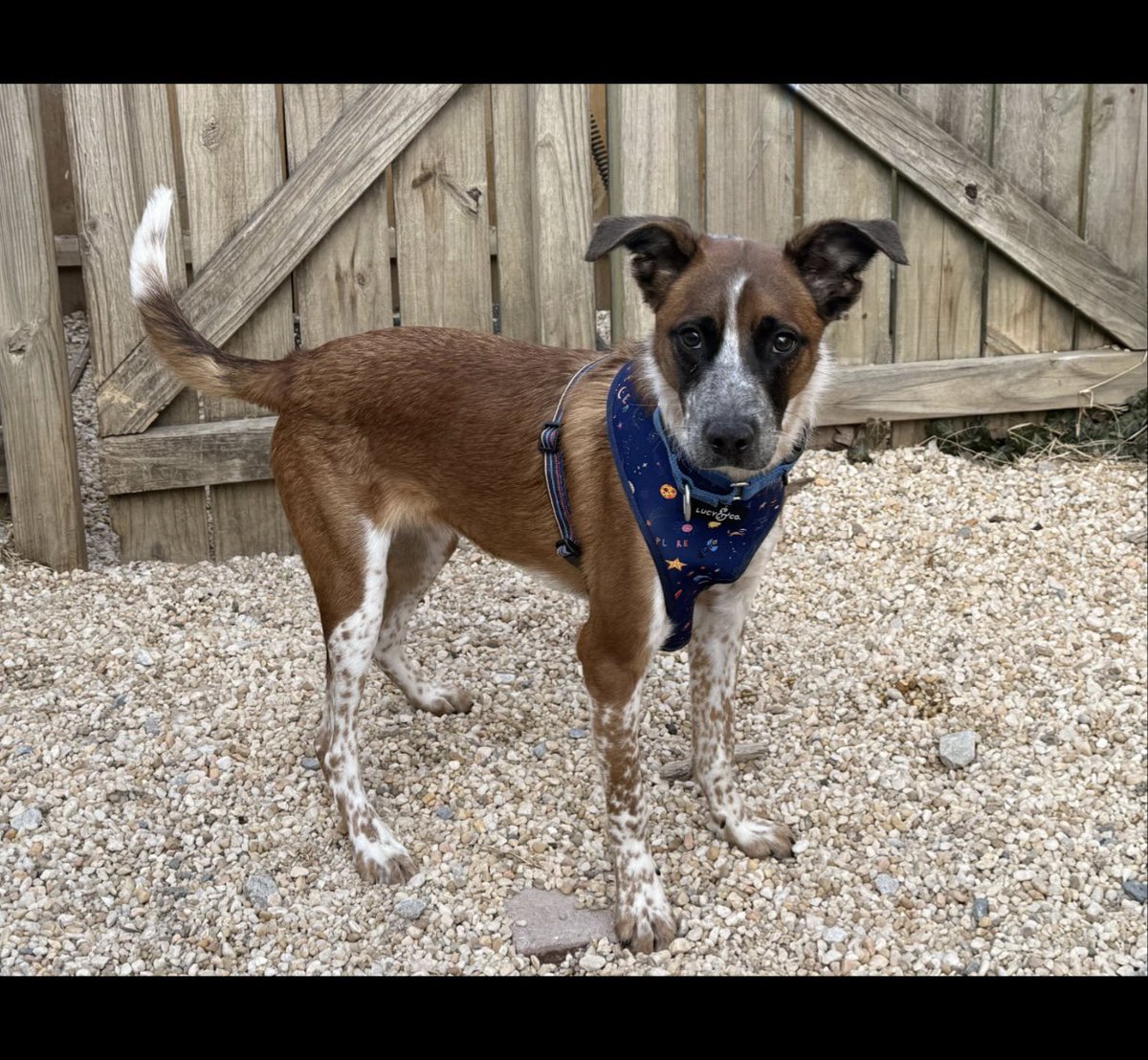KristinaJulia2's tweet image. #MD #DC #VA Tobby is a VERY special dog.  He’s SO incredibly sweet, isn’t a barker, he’s a mixed breed, temperament between a collie &amp;amp; beagle.  This dog is super special &amp;amp; should not be stuck in a crate 23 hours a day, pls help Tobby, would be great with kids bc he’s super