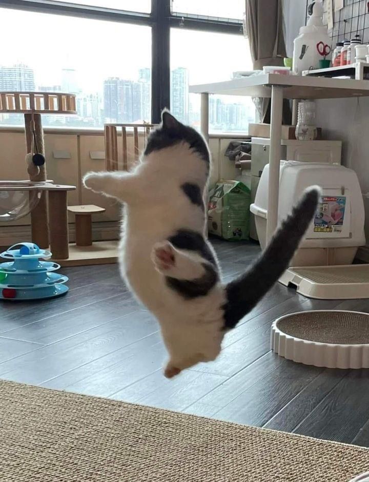 Cats all the way tweet media