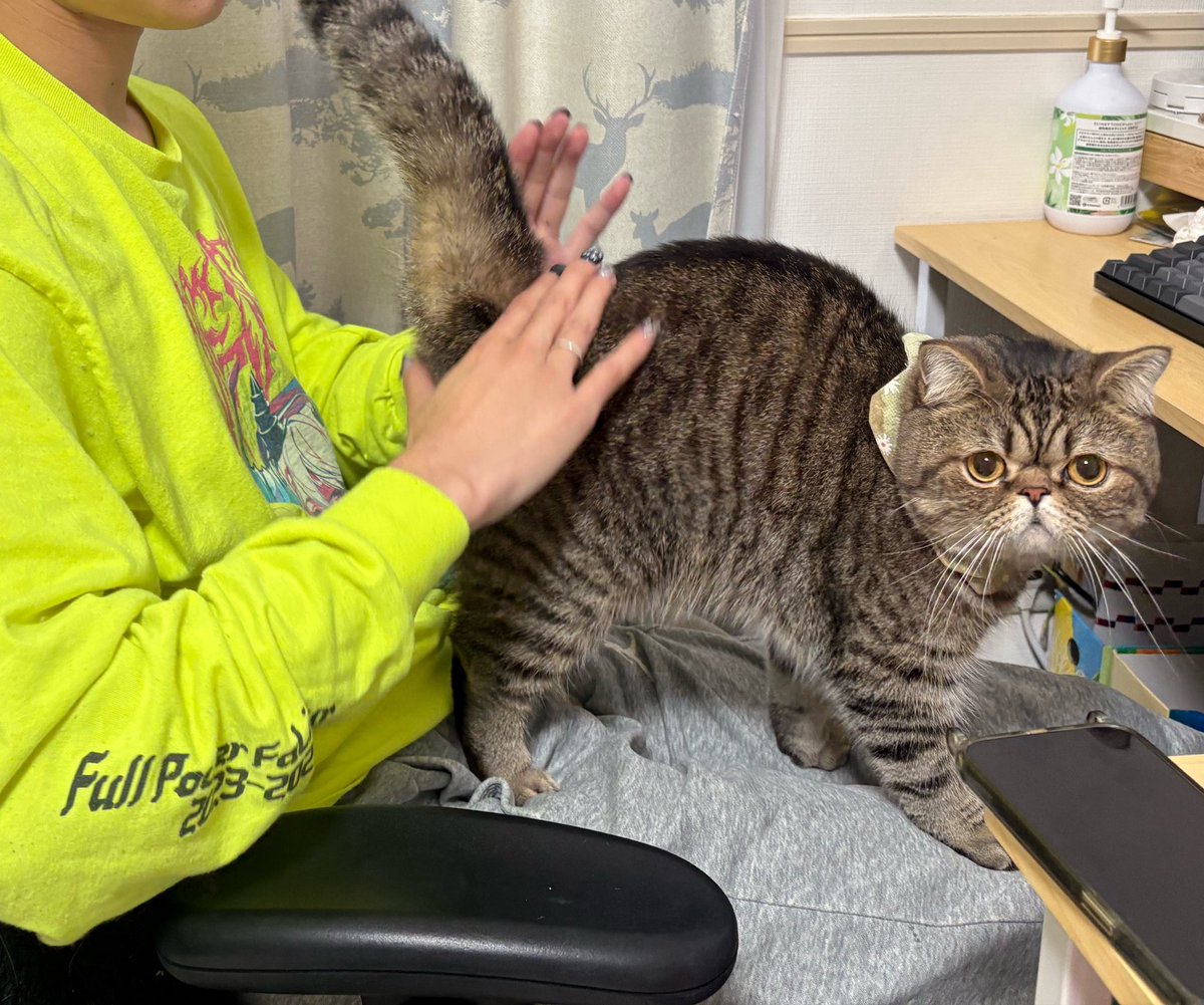 2歳、家賃0円、人間の上暮らし、尻叩かれ師