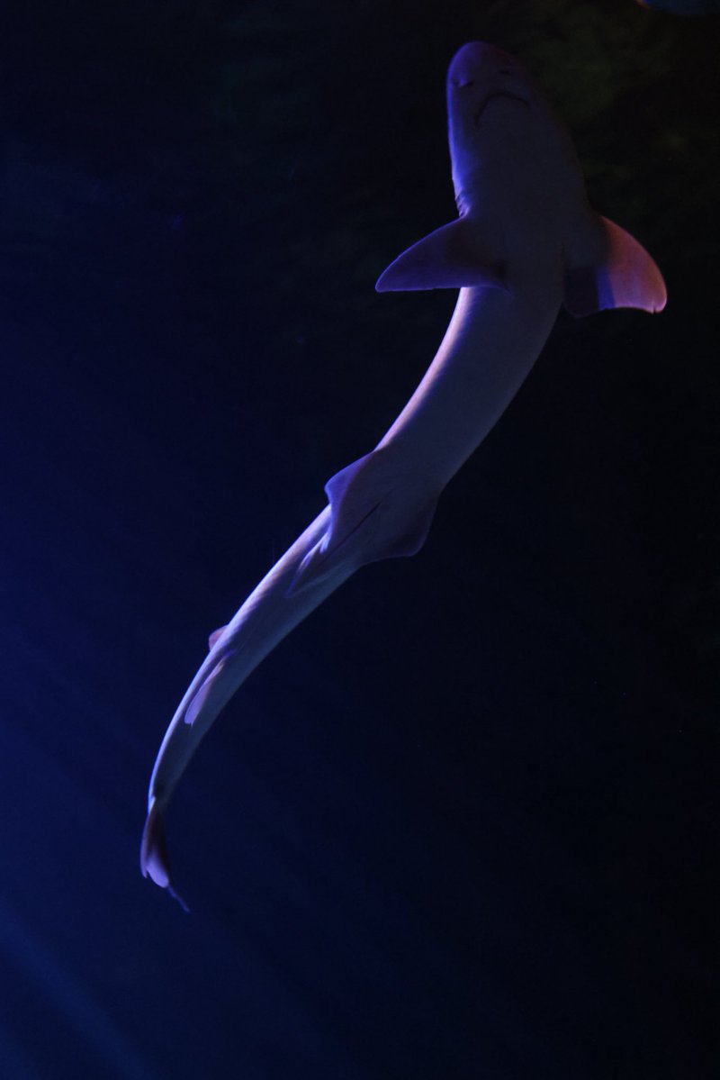 りさ🍋 tweet media